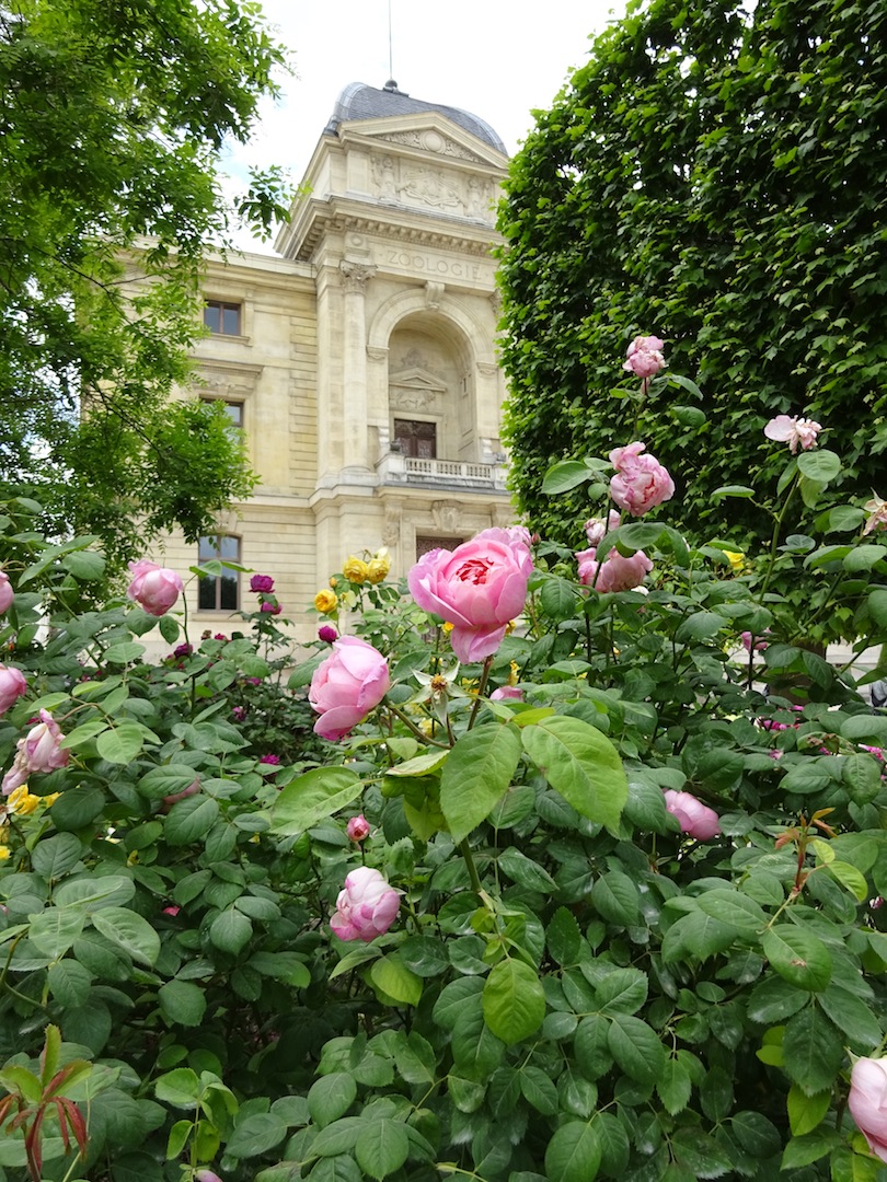 roses2015-1